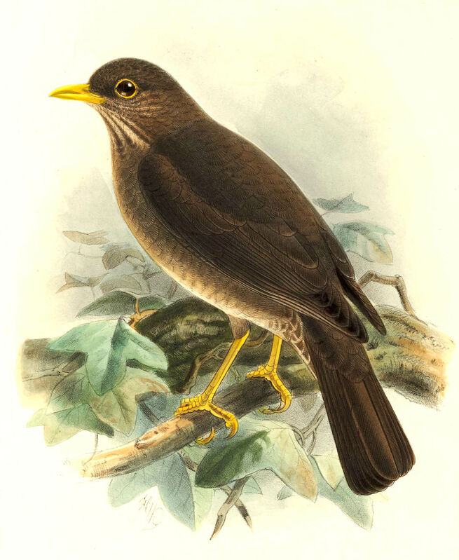 Chiguanco Thrush