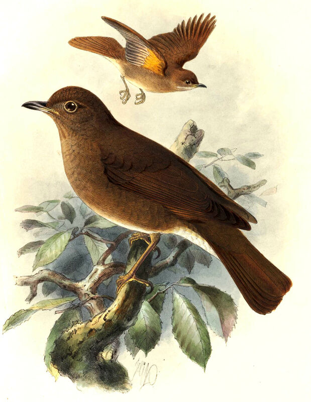 Pale-vented Thrush