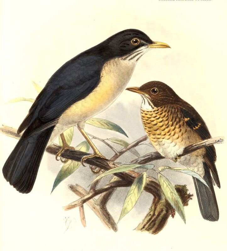 Plumbeous-backed Thrush