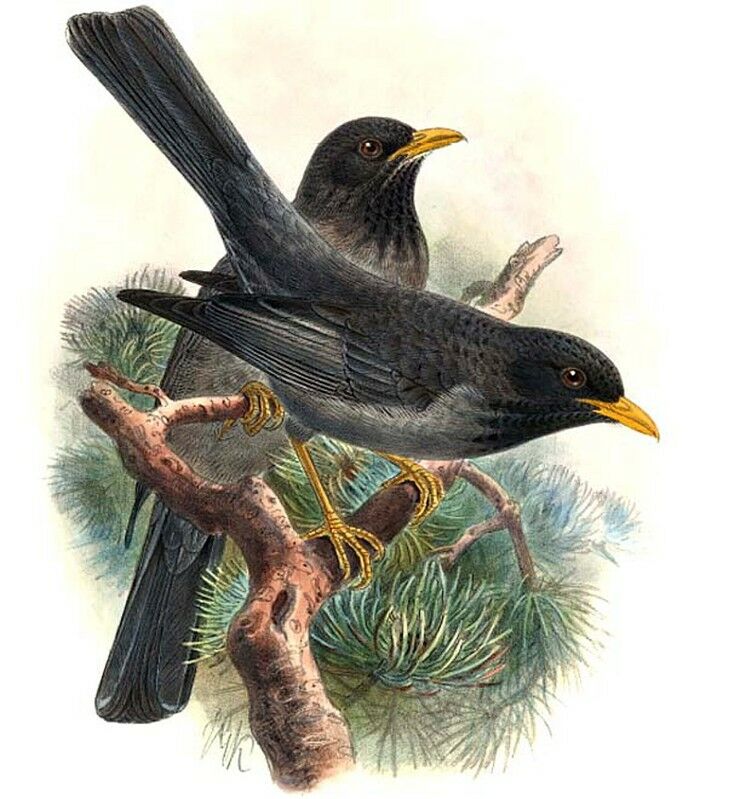 Somali Thrush