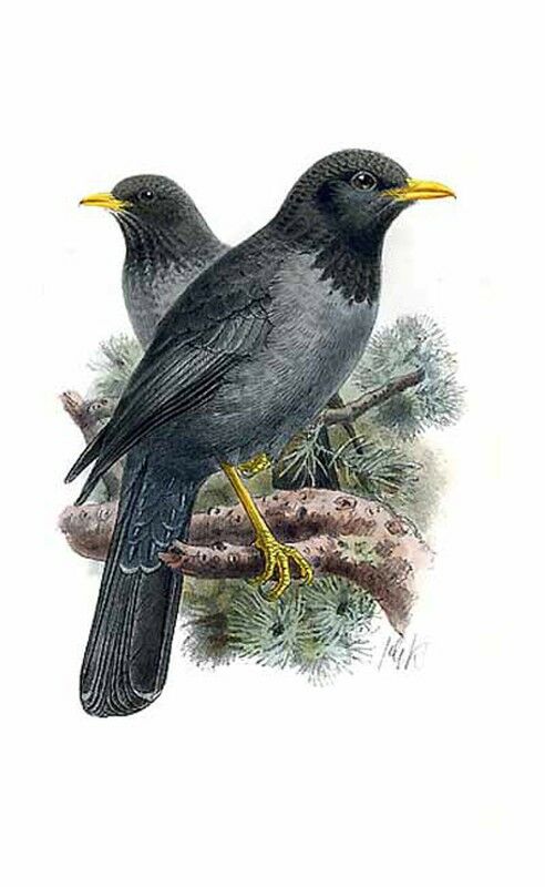 Somali Thrush