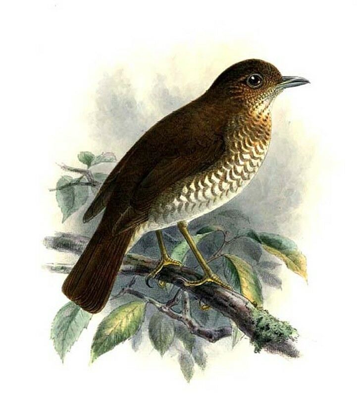 Comoro Thrush