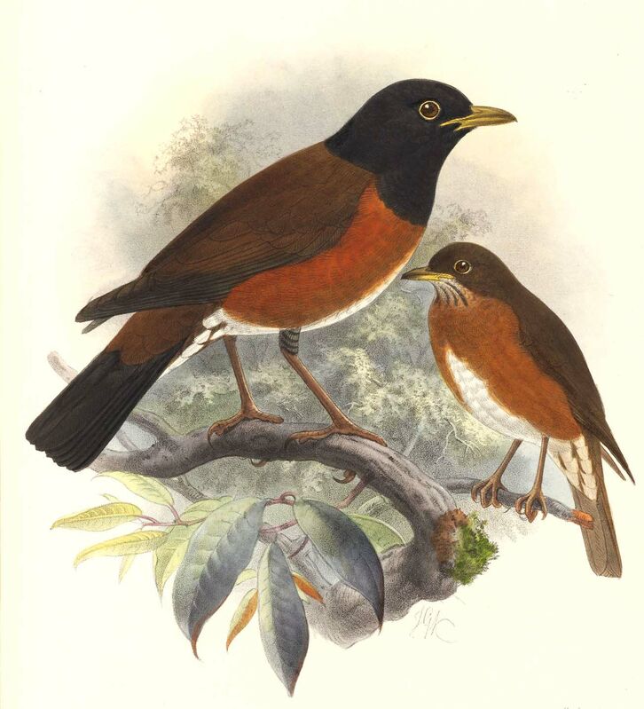 Izu Thrush