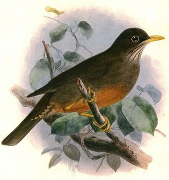 Karoo Thrush