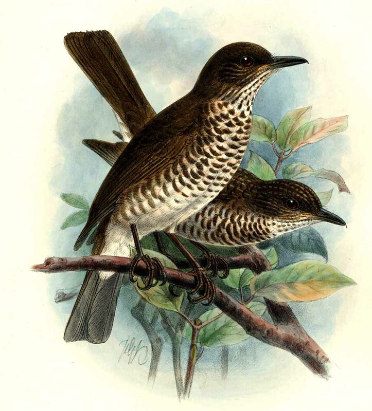 Maranon Thrush