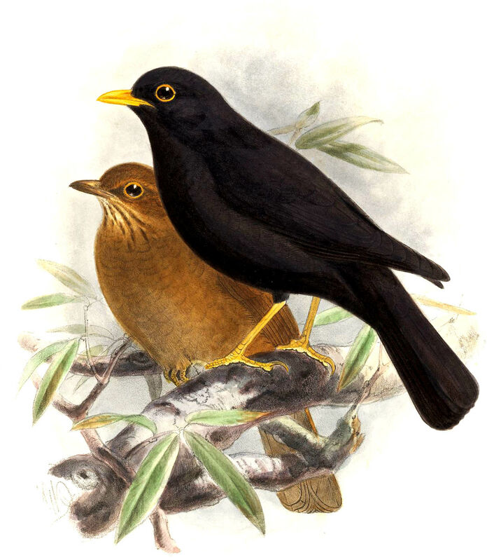 Black Thrush