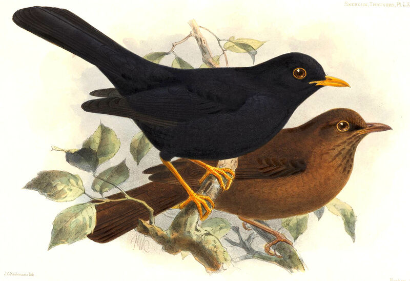 Glossy-black Thrush