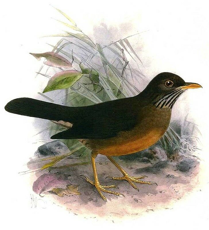 Olive Thrush