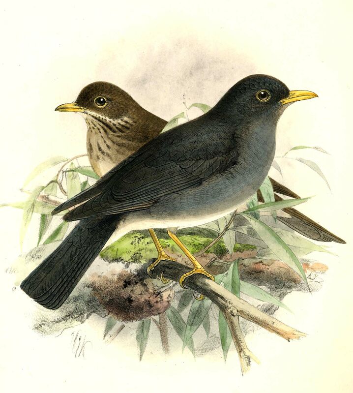 Tickell's Thrush