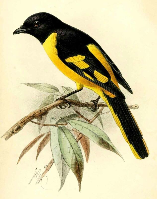 Minivet écarlate