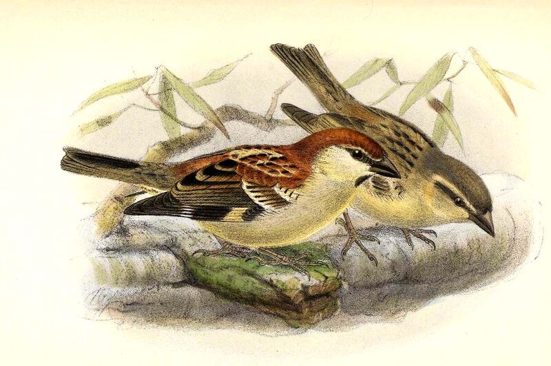 Russet Sparrow