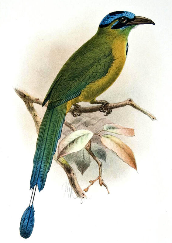 Motmot d'Équateur