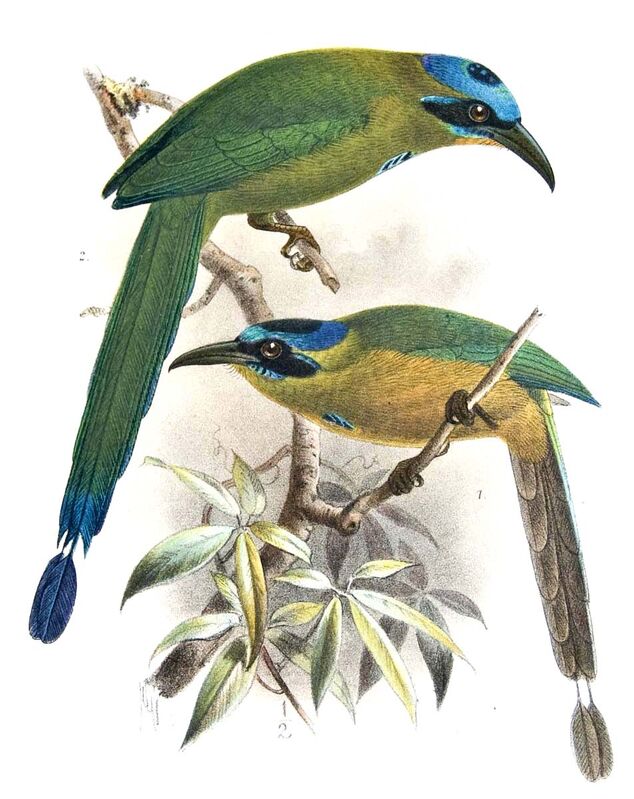 Motmot houtouc