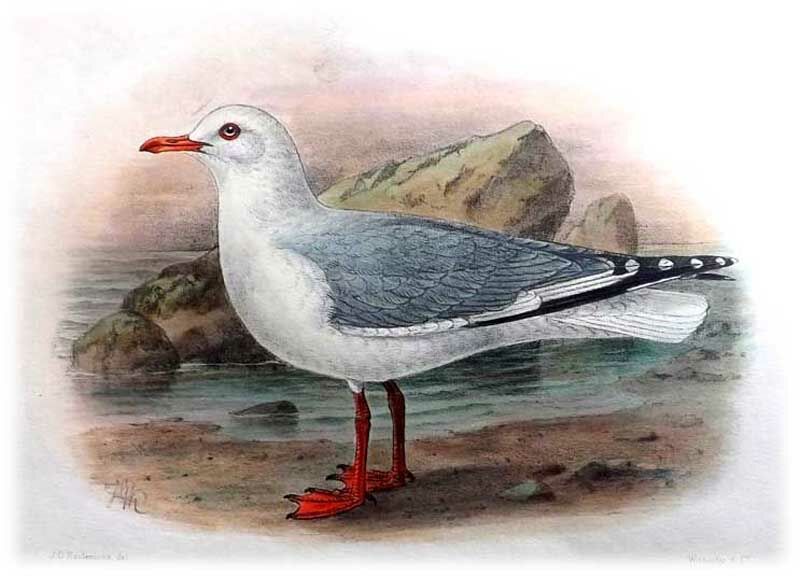 Silver Gull