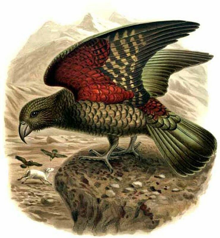 Kea