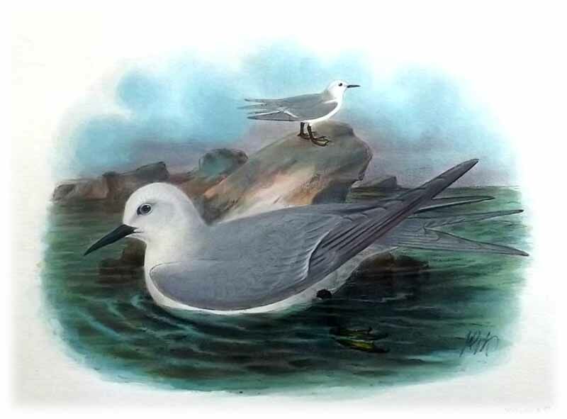 Grey Noddy