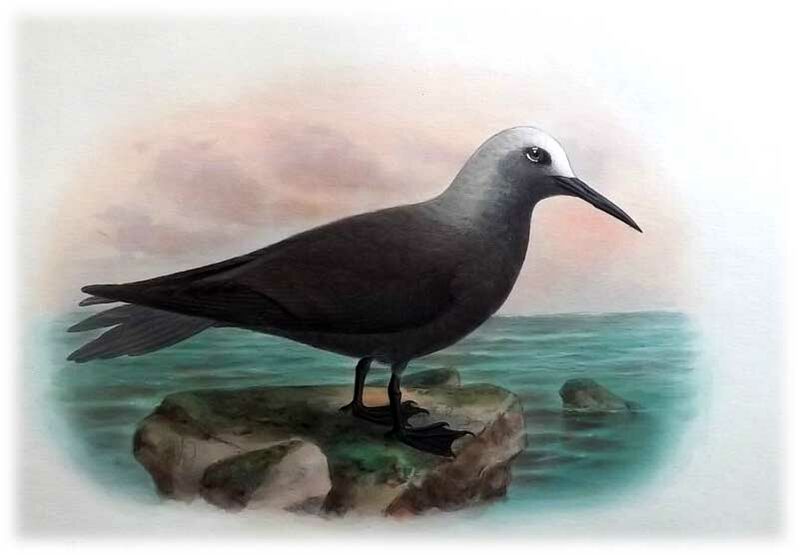 Lesser Noddy