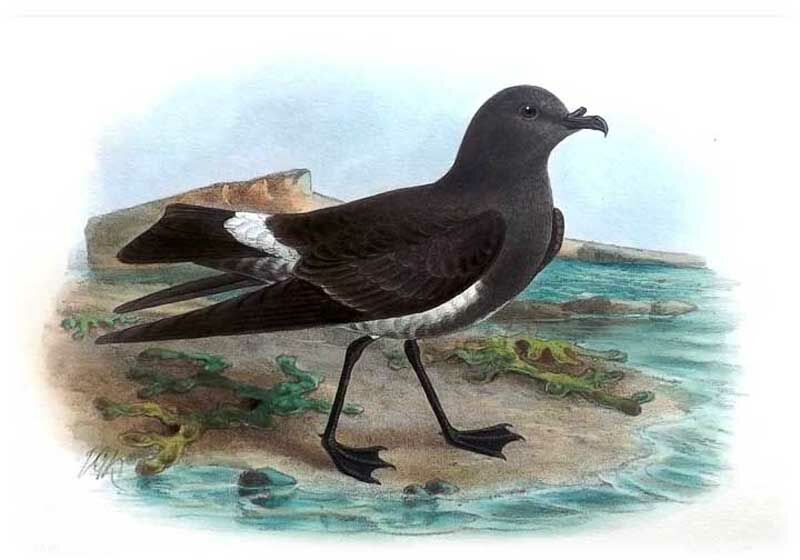 Black-bellied Storm Petrel