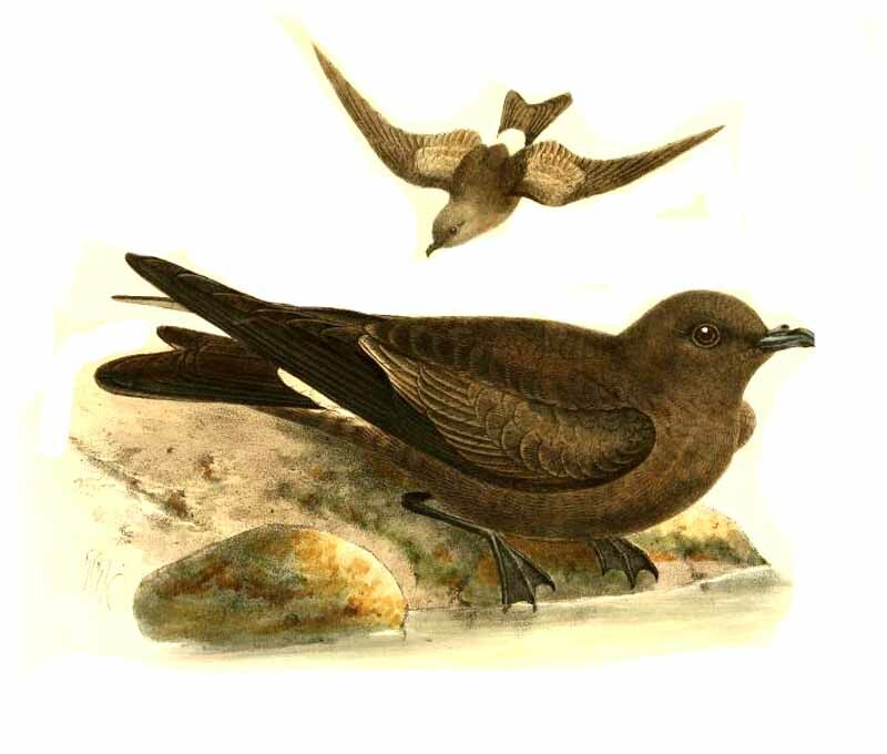 Leach's Storm Petrel