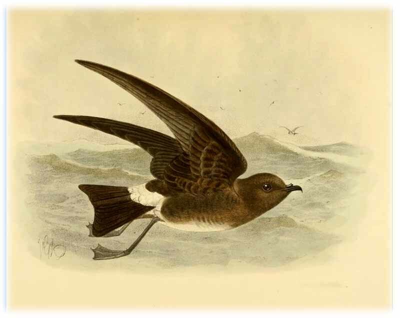 Elliot's Storm Petrel