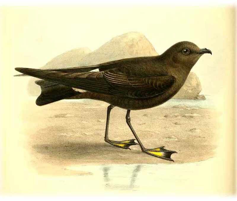 Wilson's Storm Petrel