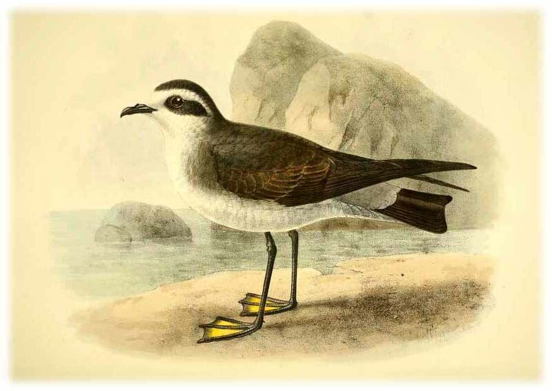 White-faced Storm Petrel