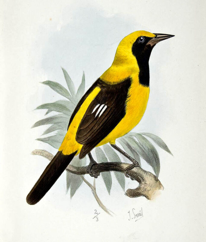 Orange-backed Troupial