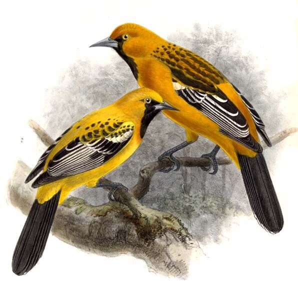 Oriole à dos rayé