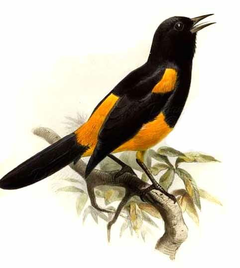 St. Lucia Oriole