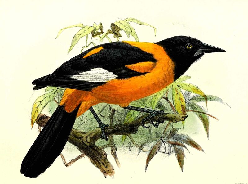 Oriole des campos