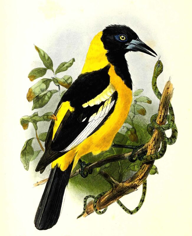 Baltimore Oriole