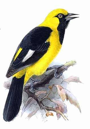 Oriole leucoptère