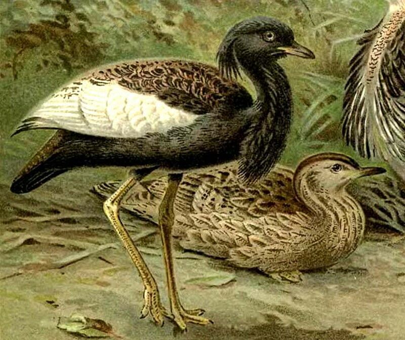 Bengal Florican