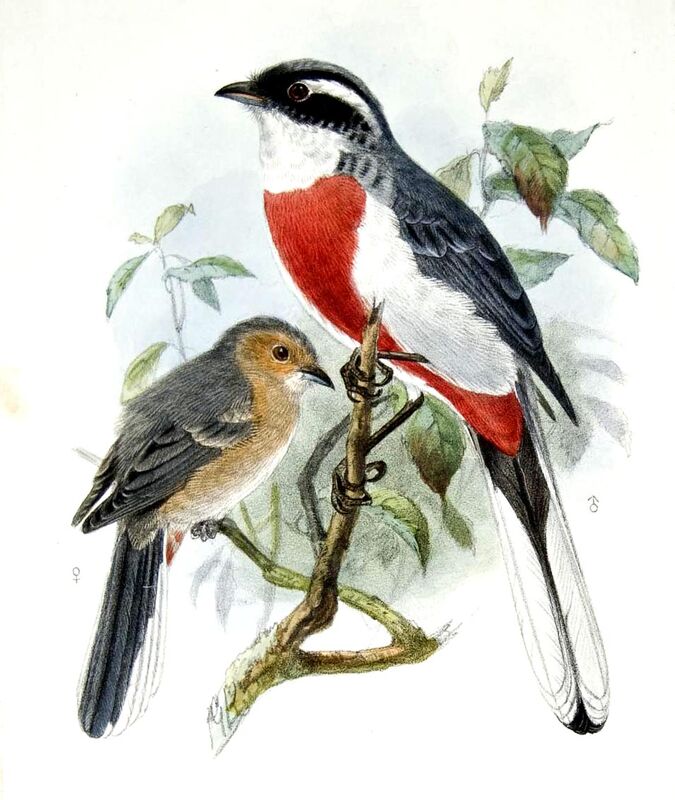 Red-breasted Chat