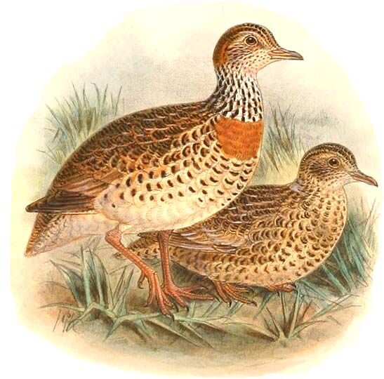 Plains-wanderer