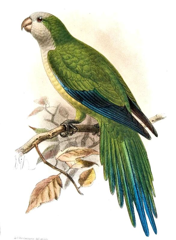 Monk Parakeet