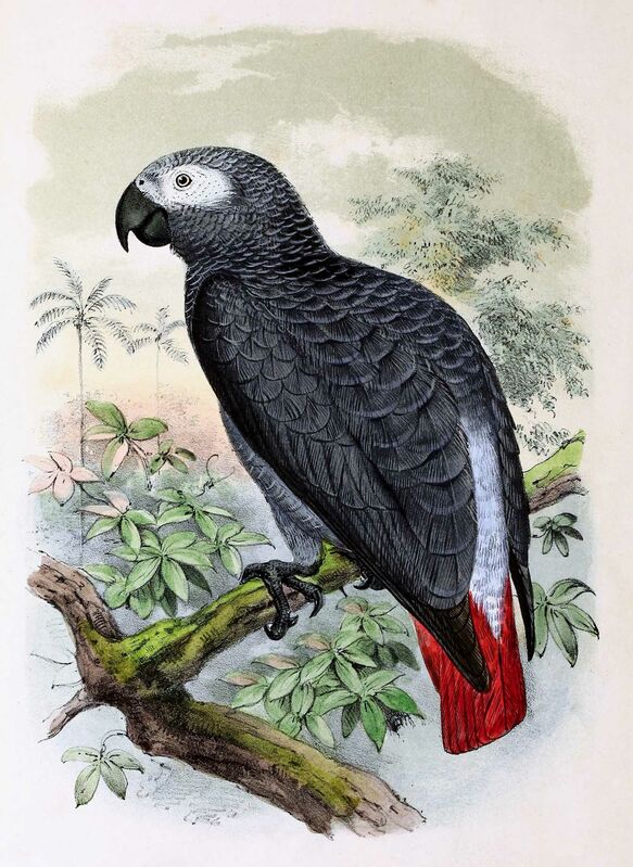 Grey Parrot