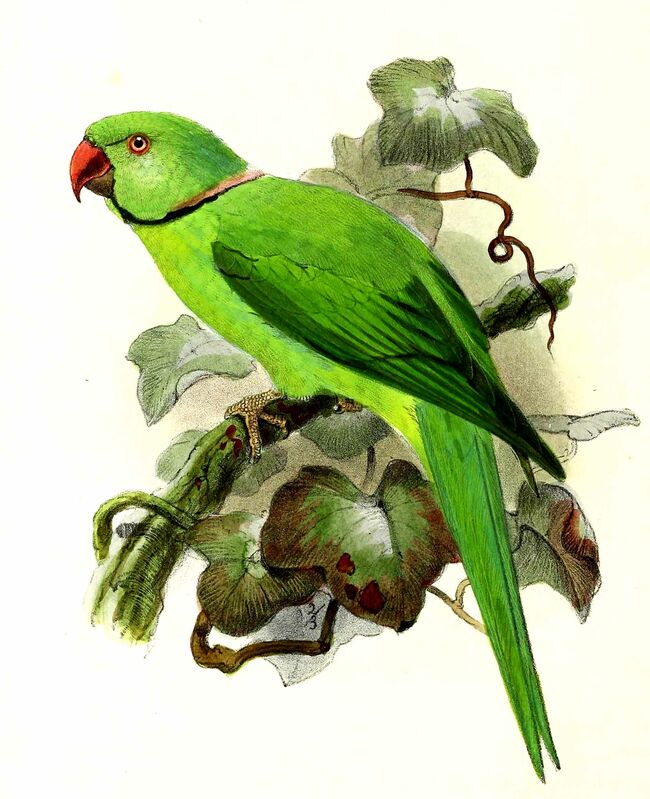 Rose-ringed Parakeet