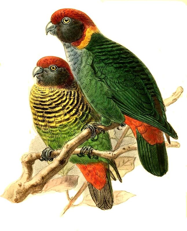 Painted Tiger Parrot