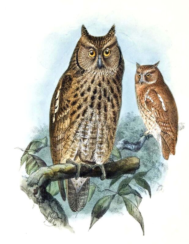 Middle American Screech Owl