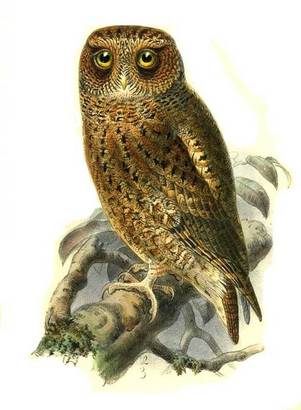 Mountain Scops Owl