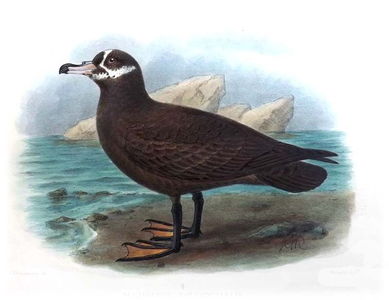 Spectacled Petrel