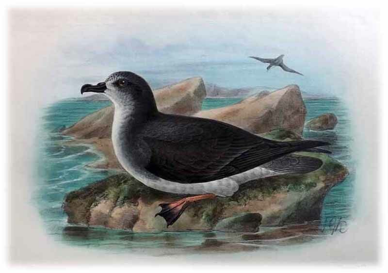 Gould's Petrel