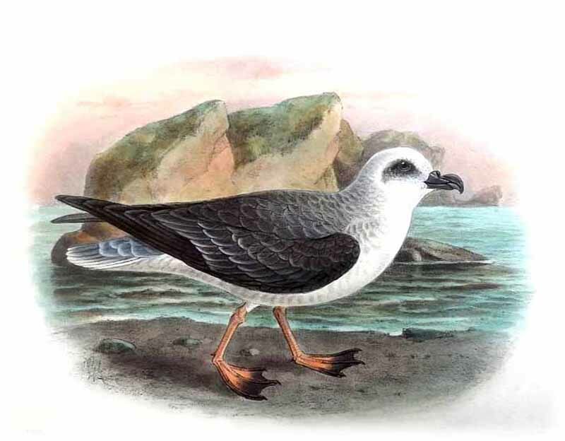 White-headed Petrel