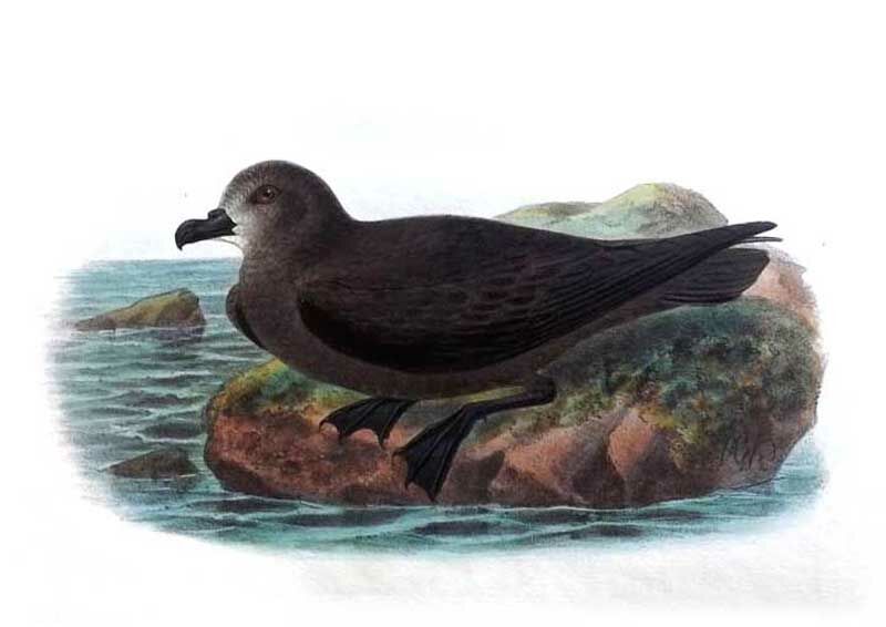 Great-winged Petrel