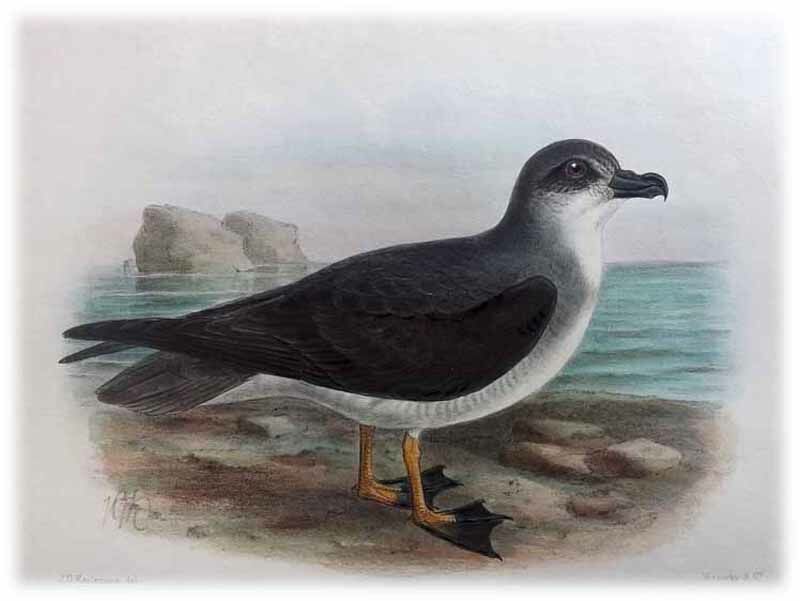 Soft-plumaged Petrel