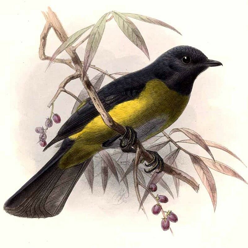 Black-and-yellow Phainoptila