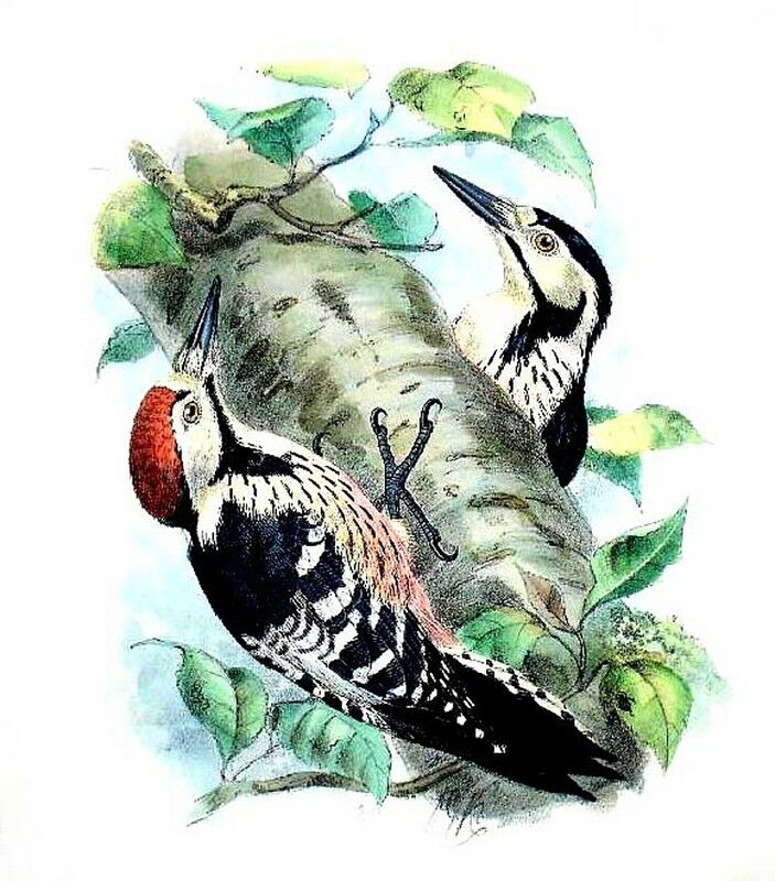 White-backed Woodpecker