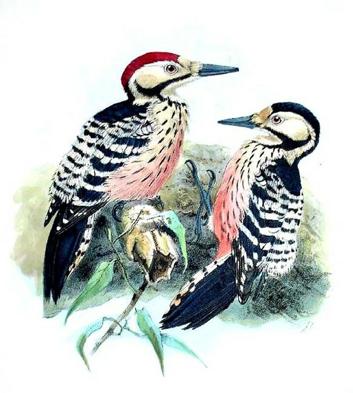 White-backed Woodpecker