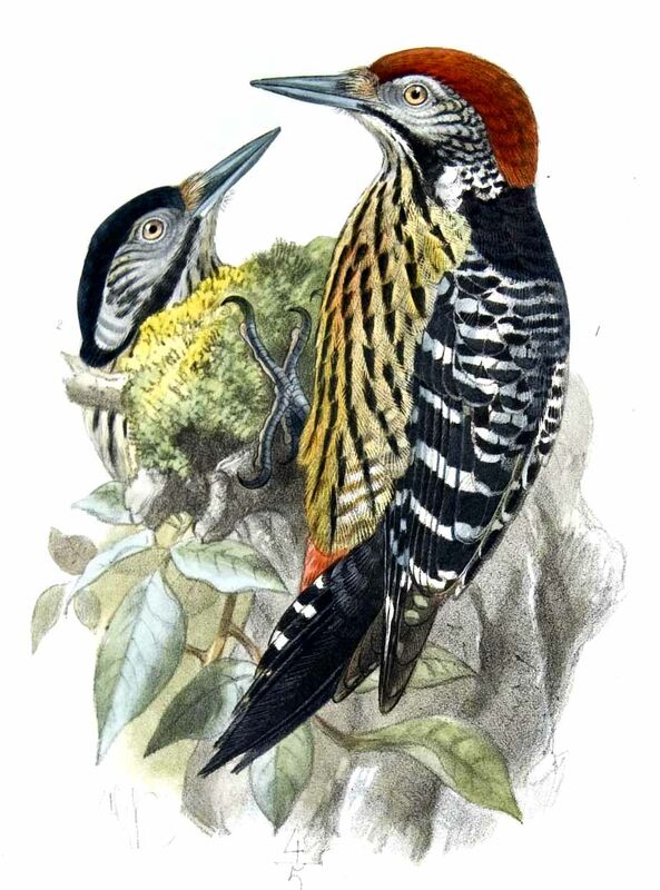 Stripe-breasted Woodpecker